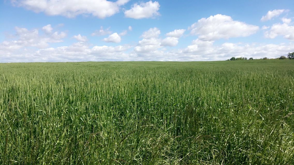 Recent flooding threatens wheat